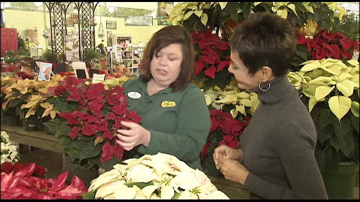 Perfect Poinsettias for the Holidays