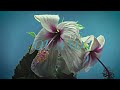 Logan Mize and Grace Leer - "Nothing With You" (Lyric Video)