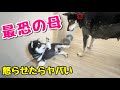 【柴犬 子犬】生後1ヶ月を過ぎた子犬に上下関係を教える母犬が恐すぎた