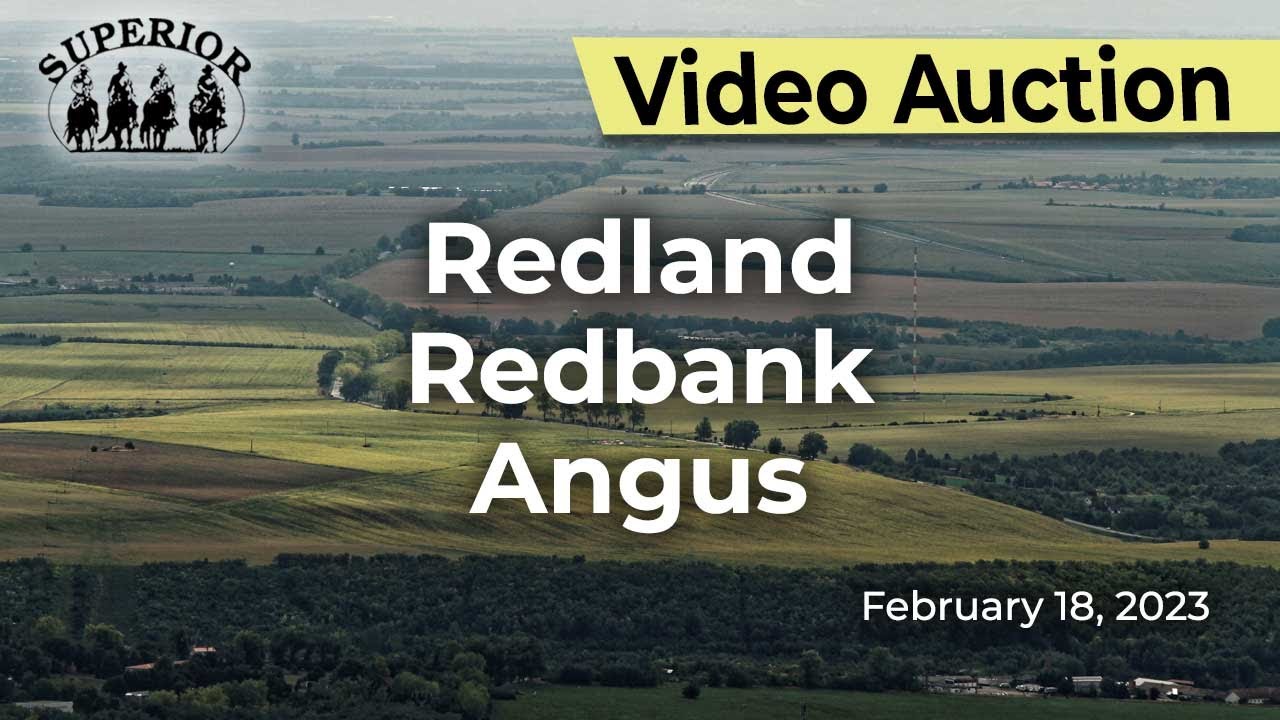 Redland Redbank Angus First Annual Live Auction YouTube