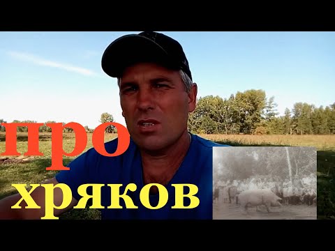 как приструнить хряка//как меня чуть не порвал хряк