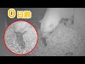 【速報】ホッキョクグマの赤ちゃんが産まれました【0日齢】Polar Bear Baby Growth Record(Day 0)