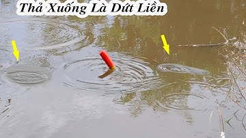 Câu Cá Rô Đồng , Cái Bãi Vịt Nằm Cá Nhiều Ghê Thả Mồi Xuống Là Ăn Liền