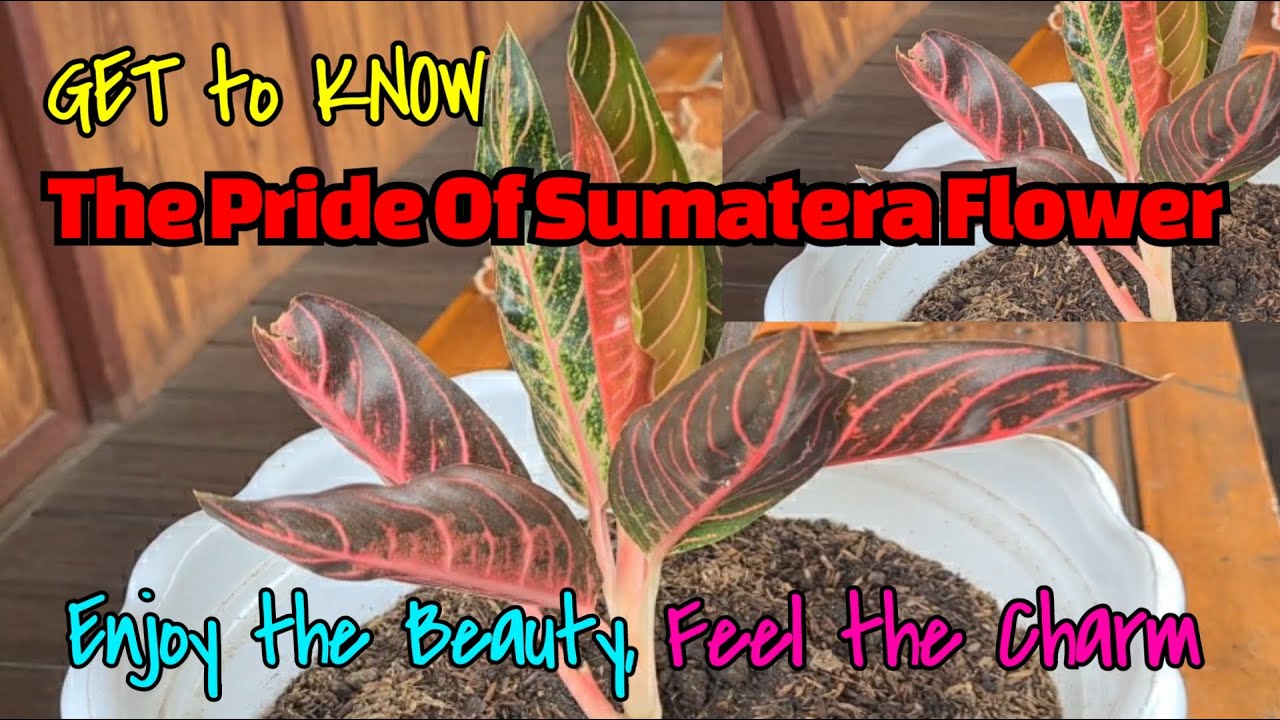 Get to Know the Pride of Sumatera Flower, Enjoy the Beauty, Feel the Charm