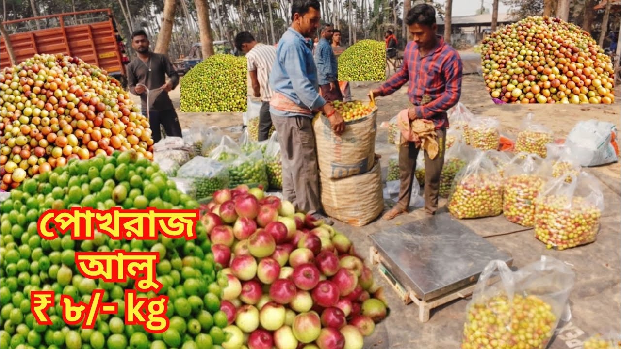 নতুন পোখরাজ আলু আর সবজির দাম জামালপুর ও কালেখাতলা হাটে | Jamalpur Haat | Kalekhatala Haat |Vegetable