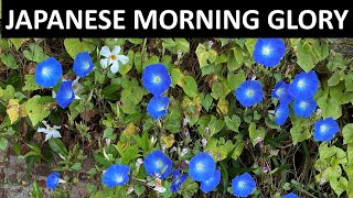 JAPANESE MORNING GLORY, Ipomoea tricolor short video about this pretty morning blooming vine flower