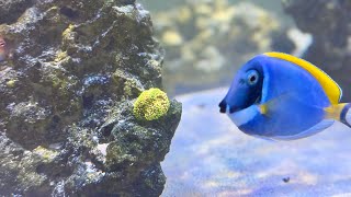 Update on the 75 gallon!
