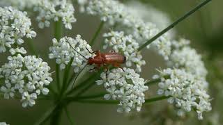 Take A Minute Nature - The Soldier Beetle