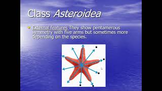 Echinoderm video lesson 2  Zoology, West Clermont High School