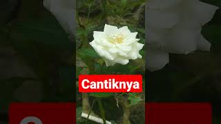 Cantiknya Bunga Mawar Putihmawarnawarputihcantikshortshort