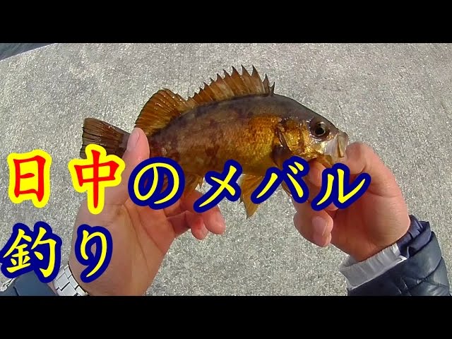 活きエビを使った日中のメバル釣り Youtube