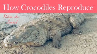Hatching Eggs Of Crocodile