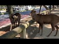 Nara Park 奈良公園