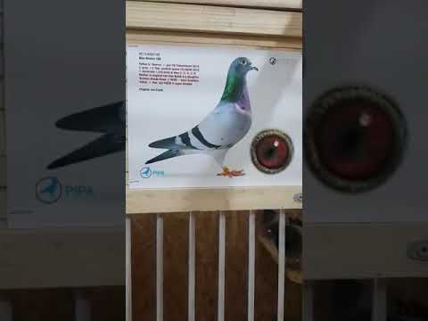 بريان بلو ريمكو 169 