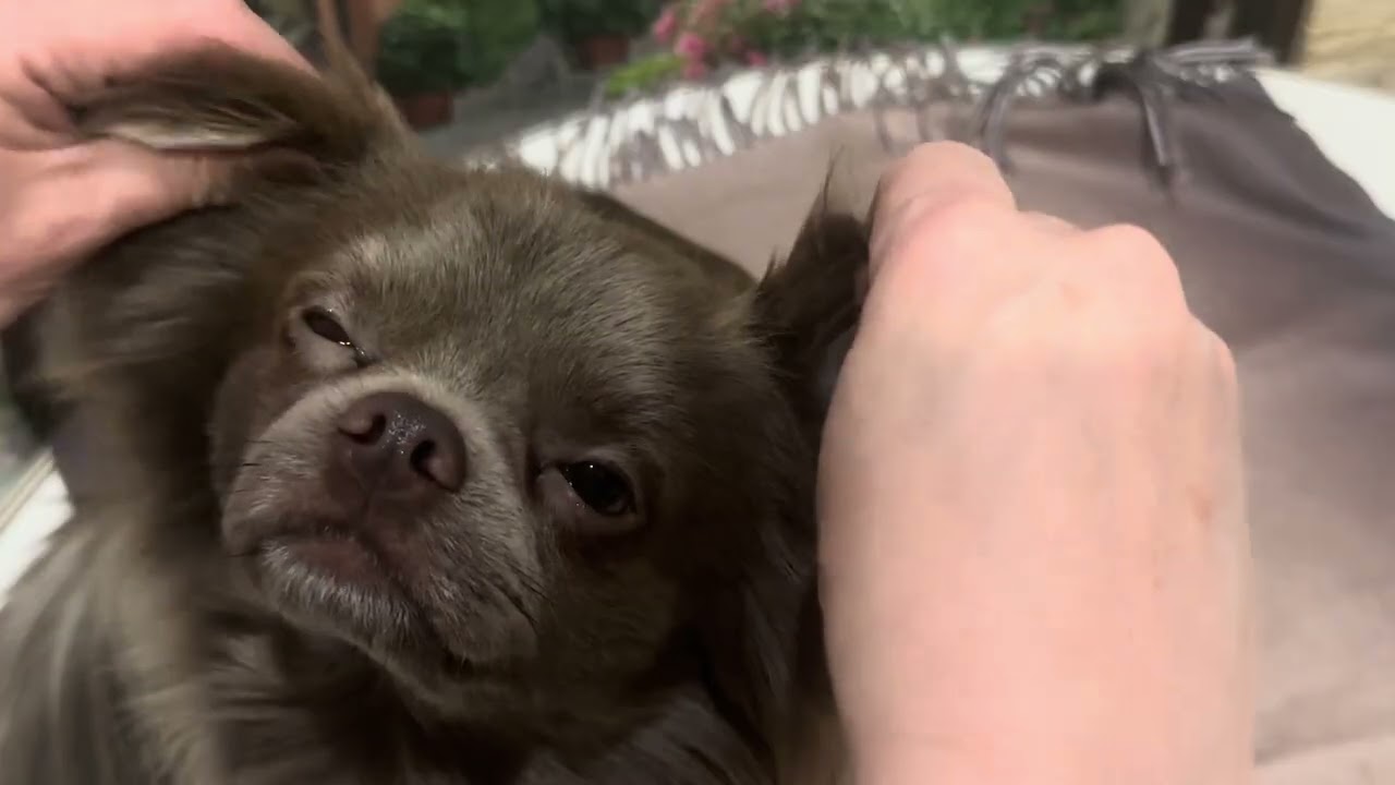 Клеим ушки чихуахуа 