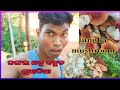 Jungali mushroom very tasty😋//hovloge//adivasi vlogs//minivlogger