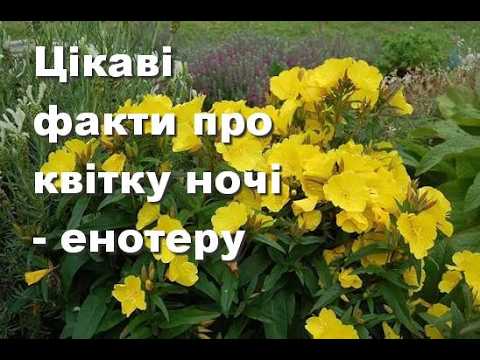 Квітка Ночі, ніжна Енотера - абсолютний чемпіон зі швидкості розкриття бутону!