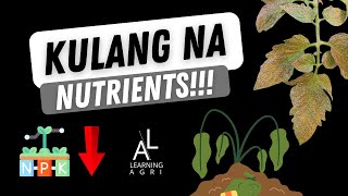 Nutrient Deficiencies in Plants