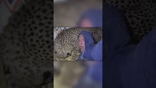 Cheetah Sneaks Into Tent While Tourist Sleeps