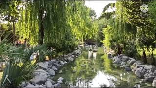 Dj Sepohon Kayu Remix