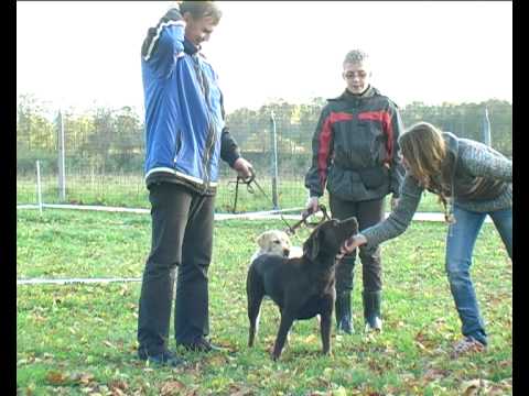 Video: Kā pārtraukt suns no Pooping telpās