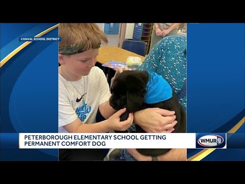 Peterborough Elementary School getting permanent comfort dog