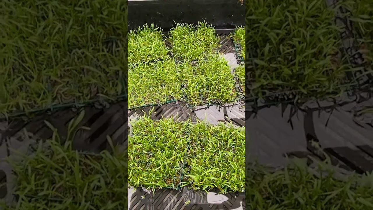 Waterplants Dennerle