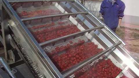 Dates|Palm Dates Cleaning Drying Machines