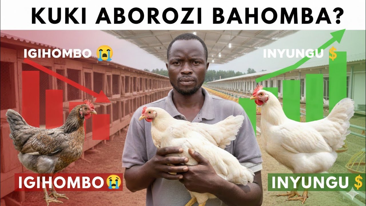 Impamvu 7 Zituma Aborozi B’Inkoko Bahomba 😱 Uburyo bwo Kwirinda Igihombo