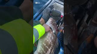 #kayakfishing #fishingingreece #ψάρεμα