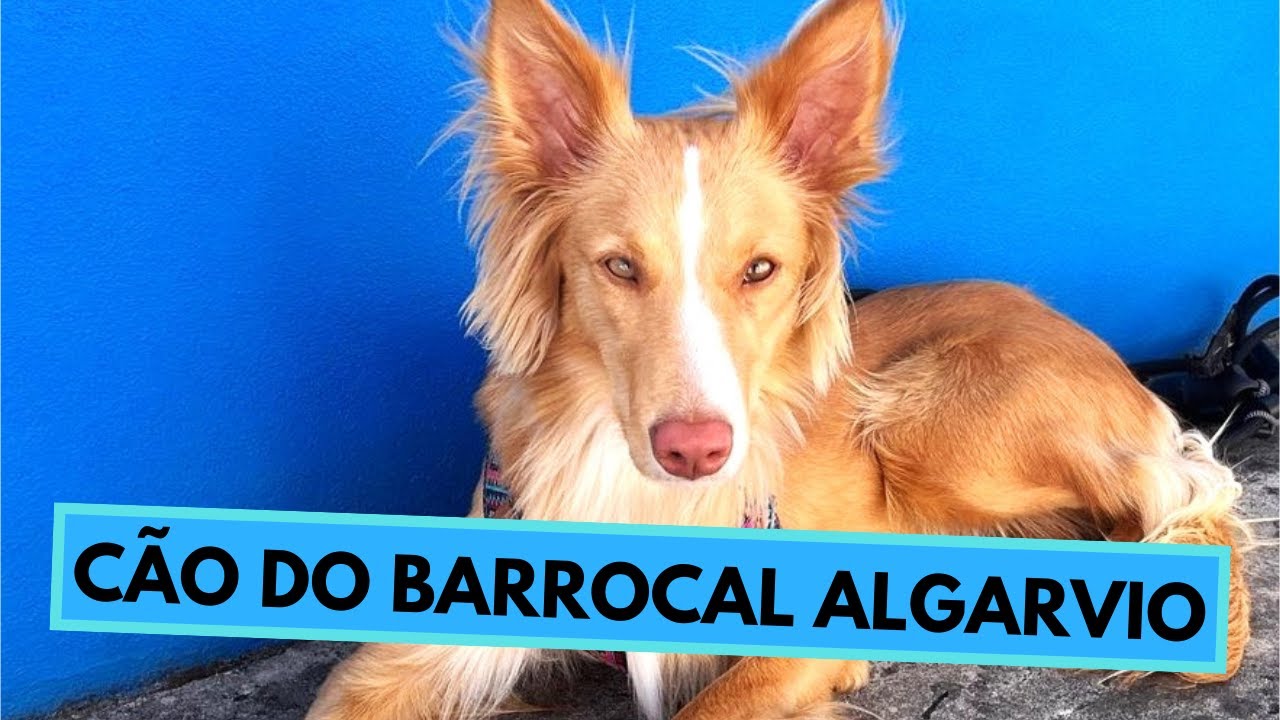 Cão do Barrocal Algarvio - TOP 10 Interesting Facts