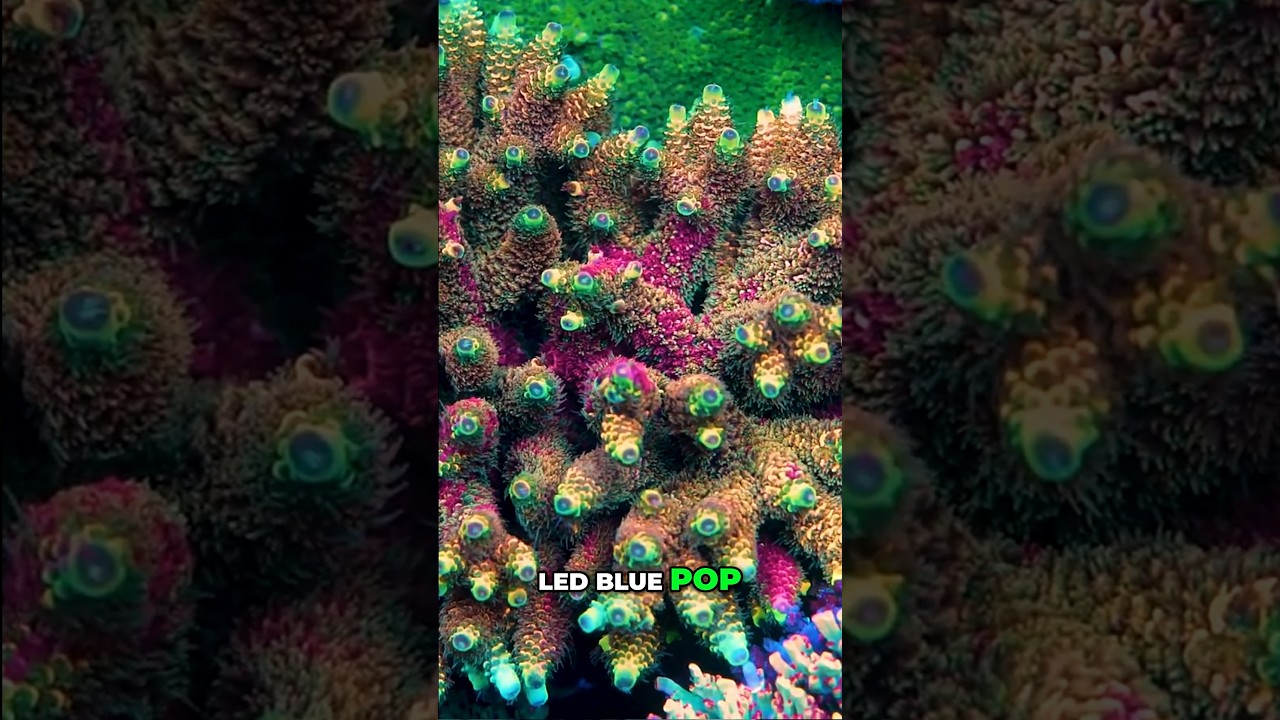 LED vs T5 Lights #worldwidecorals #fromourreeftoyours #underwaterwonders