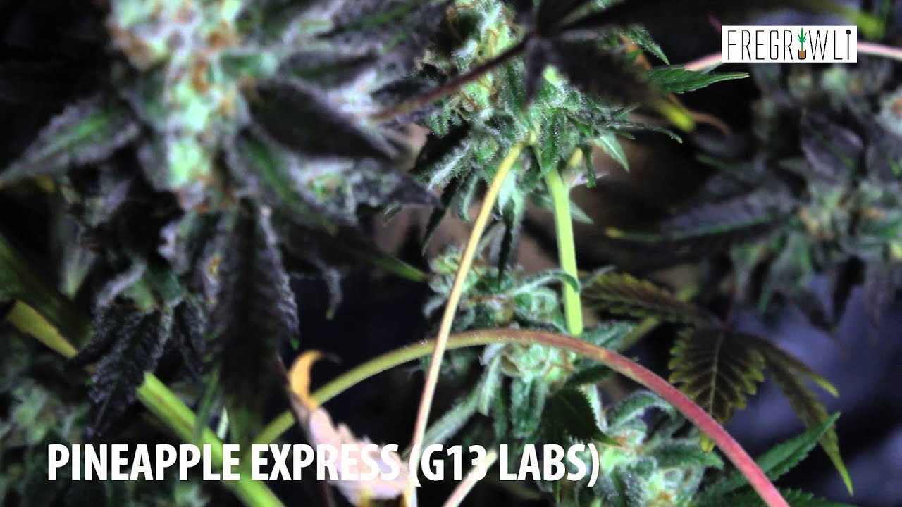 Night Time Bud Shots - Pineapple Express + Sharksbreath + Kosher Tangie Clones