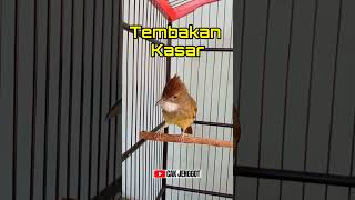 Tembakan Kasar Yg Dimiliki Cucak Jenggot cucakjenggot