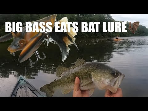 BIG bass eats bat!