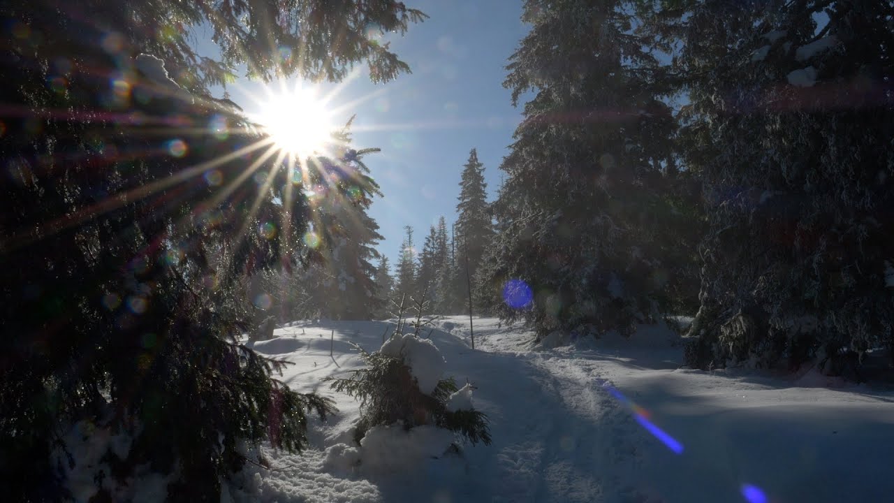 Zasneženým hlucháním lesom