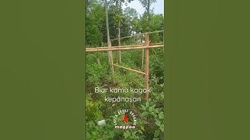 Thumbnail of pembuatan greenhouse paranet bambu