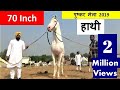 पुष्कर मेला में आया पंजाब से 70 इंच का हाथी घोड़ा Giant Stallion Hathi Mela Horse Video घोड़ा विडियो