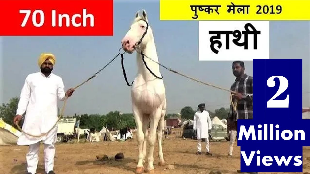 पुष्कर मेला में आया पंजाब से 70 इंच का हाथी घोड़ा Giant Stallion Hathi Mela Horse Video घोड़ा विडियो