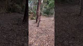 Rail Reserve Mulch For Arc Infrastructure Manjimup Wa