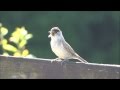 kapturka (Sylvia atricapilla), Blackcap, Mönchsgrasmücke