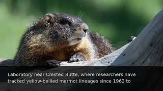 ‘OnlyMarms’: Marmots Are on OnlyFans to Raise Money for Research - The New York Times | The New York