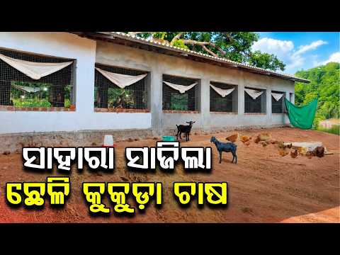 Inspiring Story: Tribal Farmer Earns Lakhs Through Poultry & Goat Farming In Kandhamal | Argus News