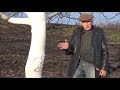 Интересные факты жизни орехового дерева, о чем мы редко задумываемся!!! Январь 2020