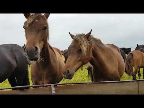 Video: Kaip tinkamai anoduoti aliuminį