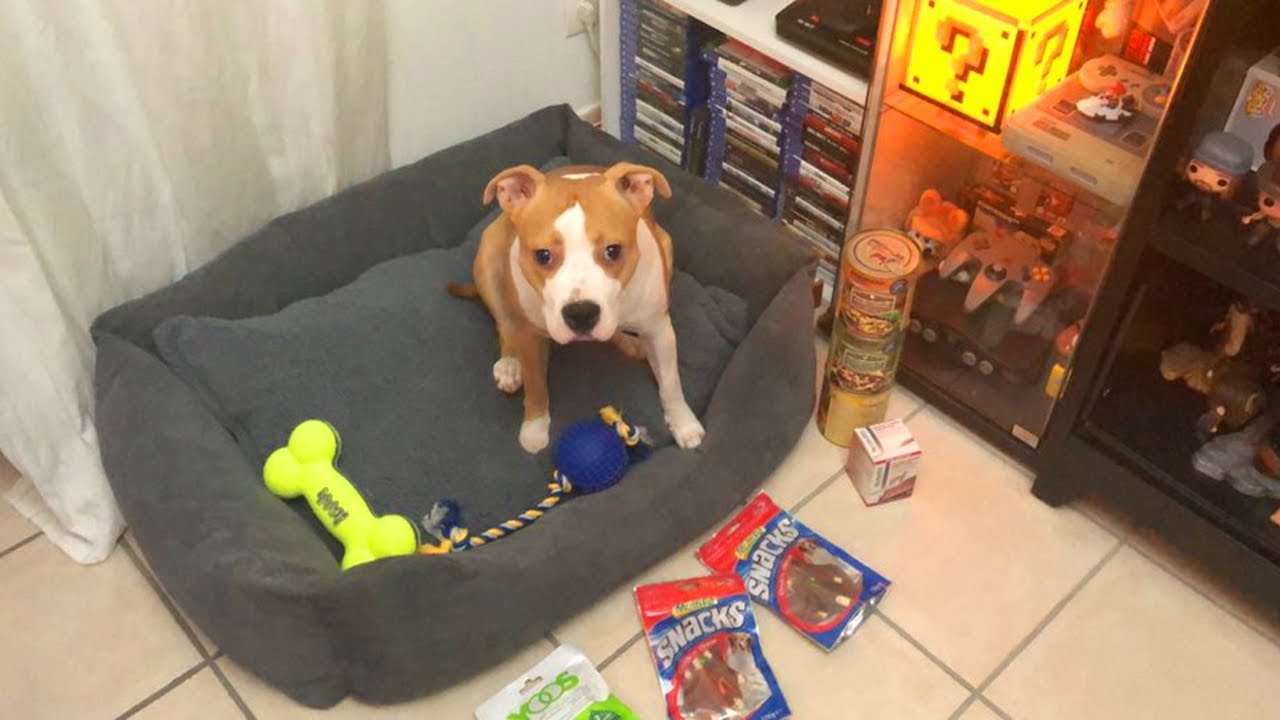 C'EST L'ANNIVERSAIRE DE NALA ! JE LUI ACHÈTE POUR 160€ DE CADEAUX ...