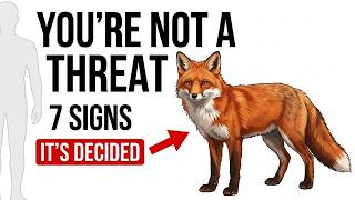 Seven Signs the Fox in Your Street Has Decided You're Not a Threat