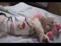 Shih tzu ronc ronc zzzzzzzzzzzzzzz