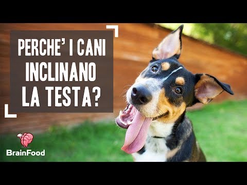 Video: Perché i cani inclinano le loro teste?