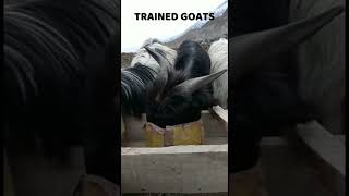 Trained Goats